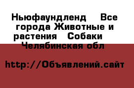 Ньюфаундленд  - Все города Животные и растения » Собаки   . Челябинская обл.